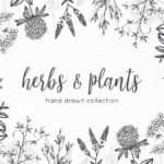 Free Hand Drawn Herbs & Plants Vector Graphics  (8 Elements, AI)